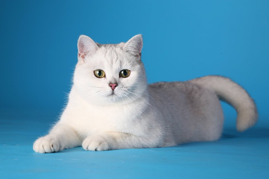 Британская короткошёрстная кошка шиншилла