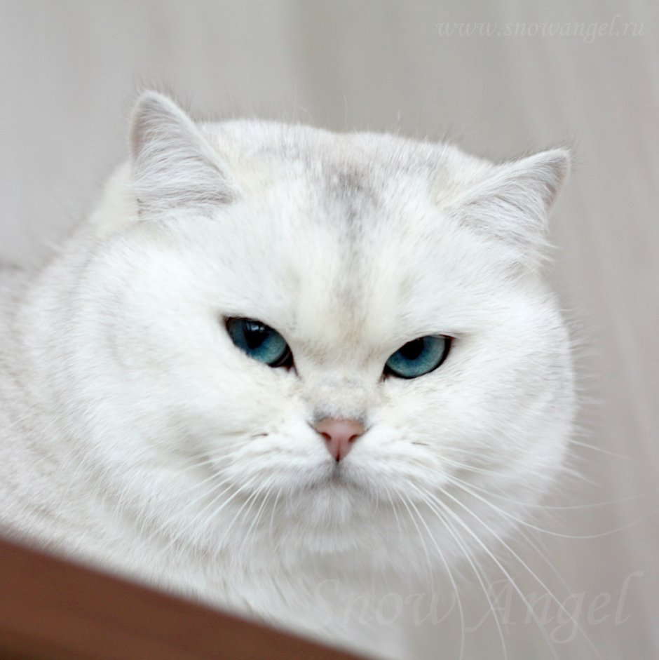 Британская шиншилла белая