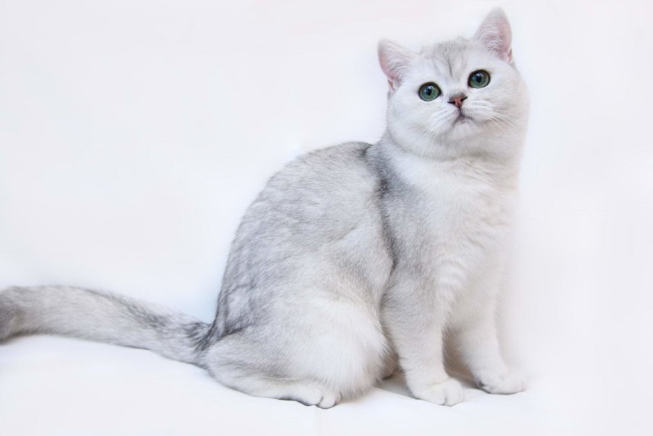Британская короткошёрстная шиншилла