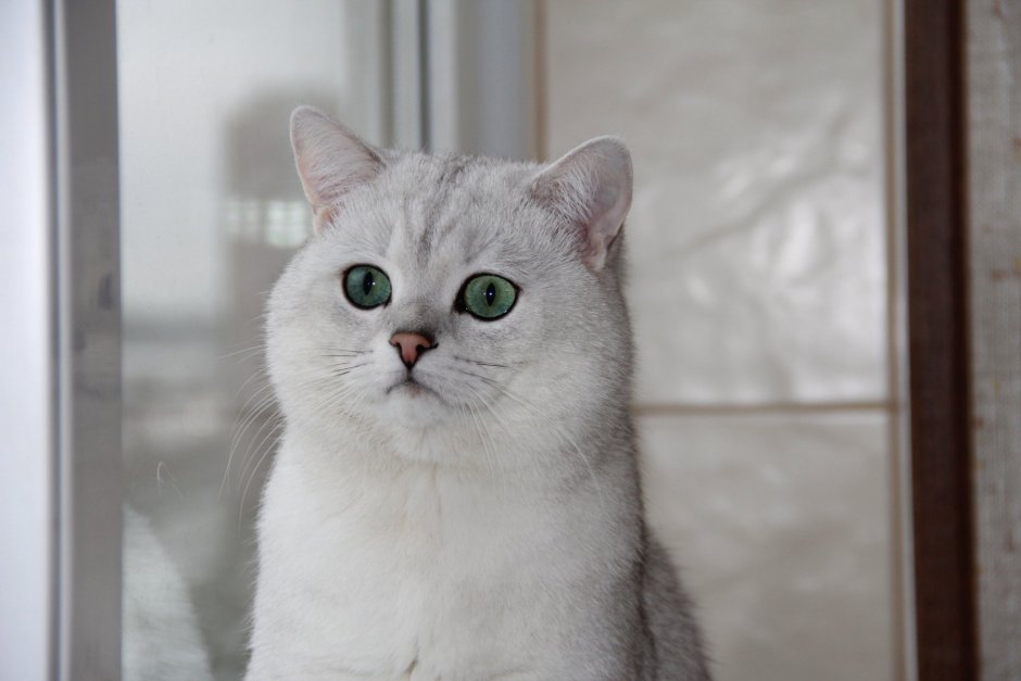 Бурмилла короткошерстная