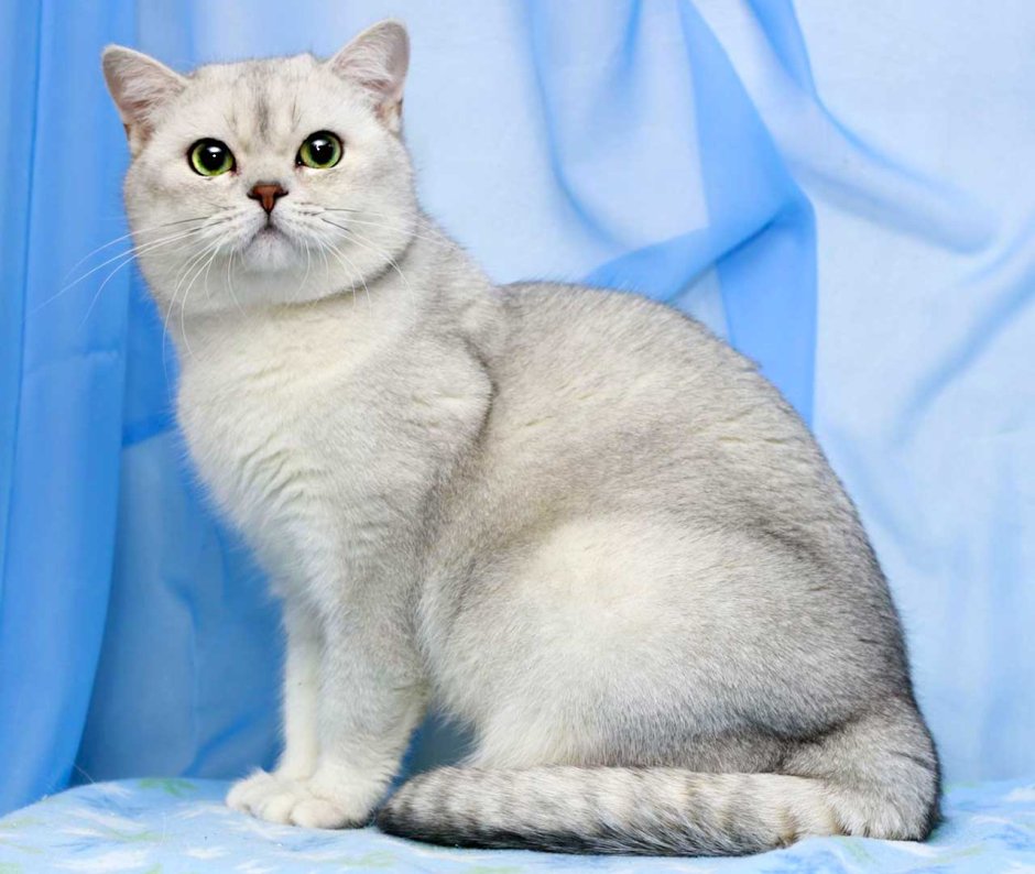 Бурмилла короткошерстная