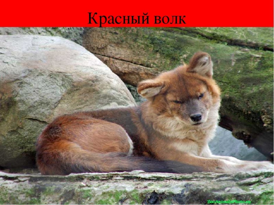 Красный волк красная книга