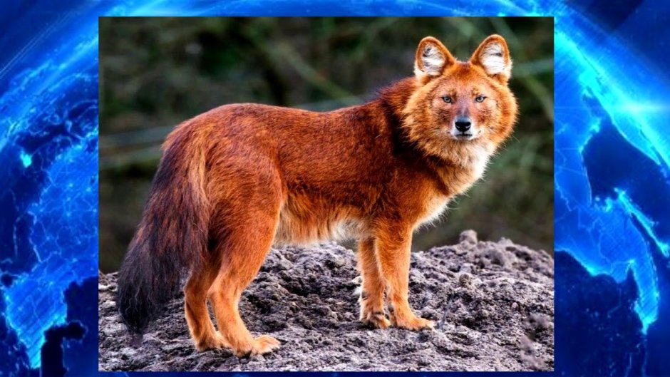 Красный волк cuon Alpinus ареал