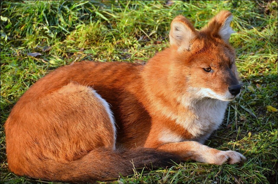 Красный волк Хабаровский край