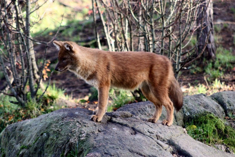 Красный волк cuon Alpinus