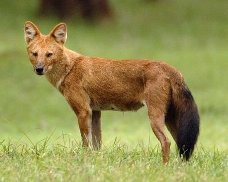 Cuon Alpinus Alpinus