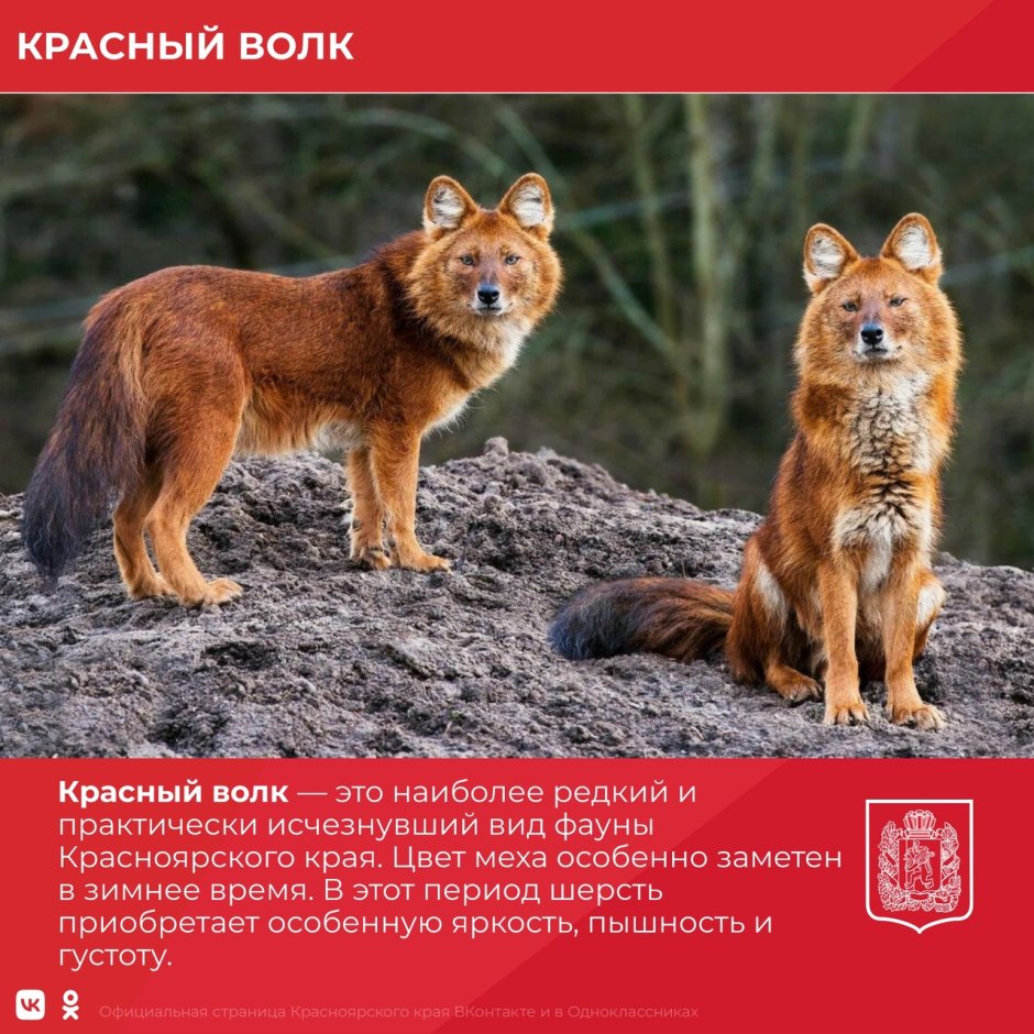 Уссурийский красный волк