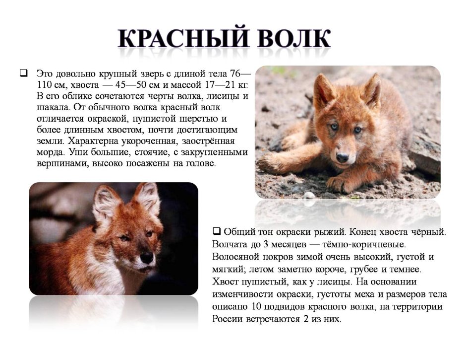 Красный волк
