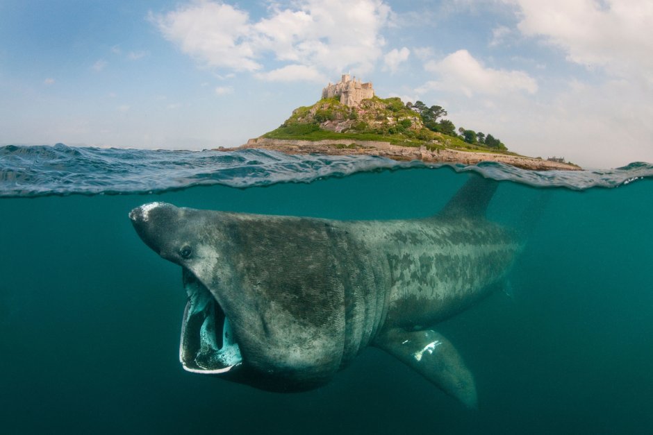 Гигантская акула (basking Shark)