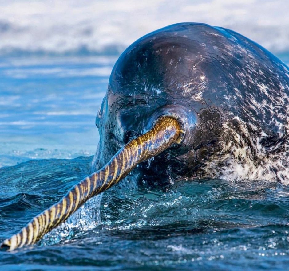 Нарвал (monodon Monoceros)