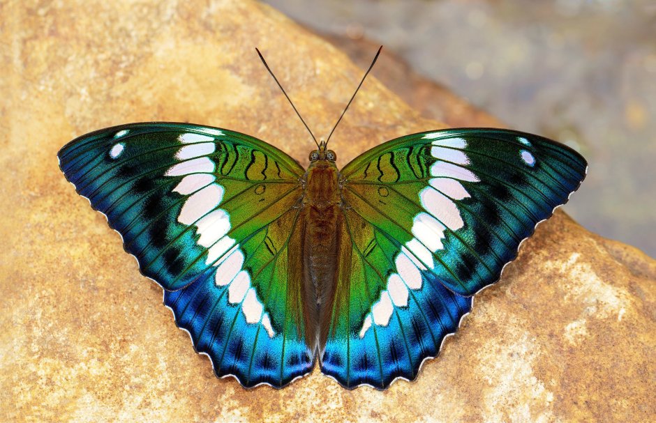 Euthalia formosana