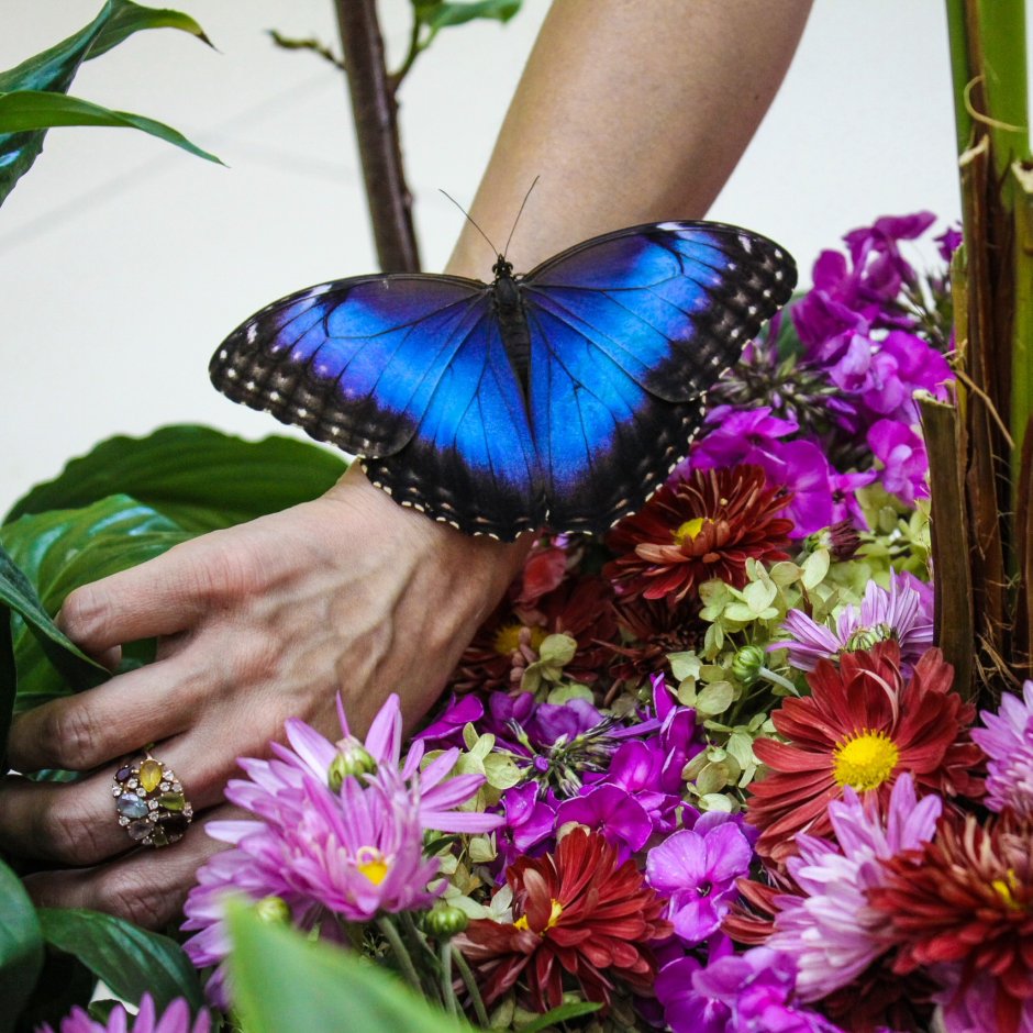 Butterfly услуги