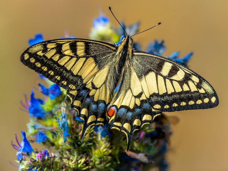 Бабочка Махаон (Papilio Machaon)