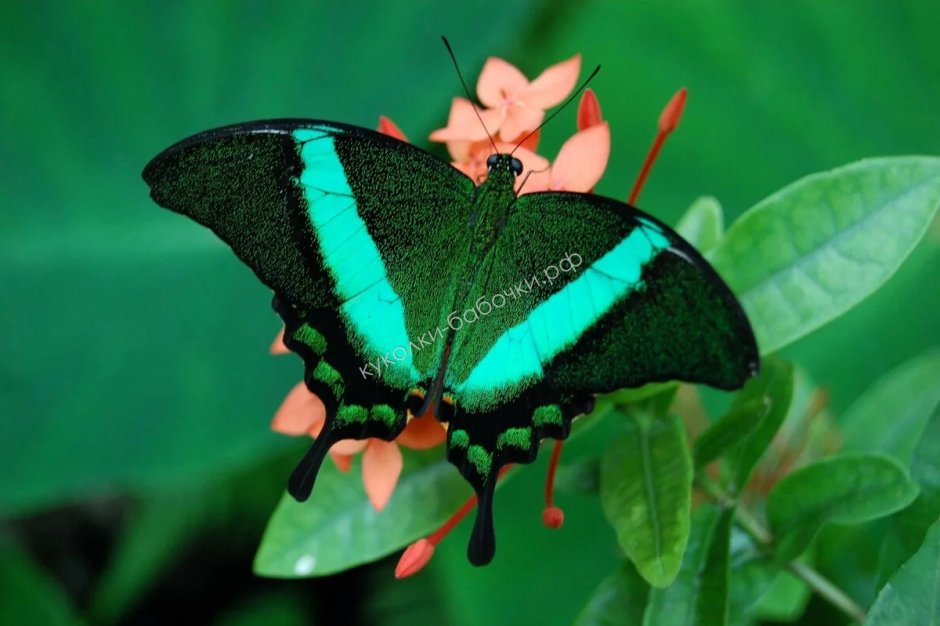 Papilio Palinurus бабочка