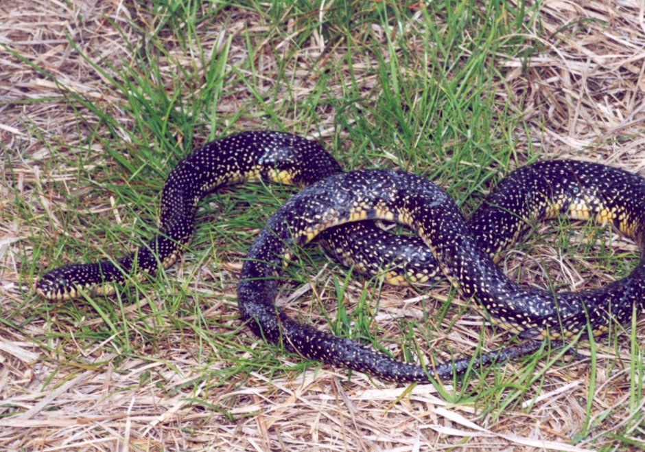 Lampropeltis holbrooki