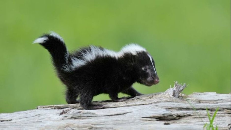 Новорожденный скунс