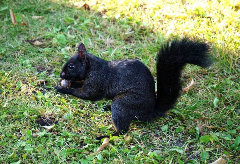 Чернобурая белка