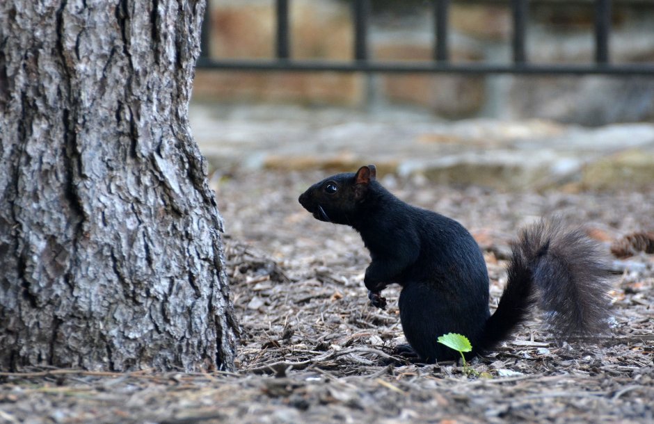 Белка меланист