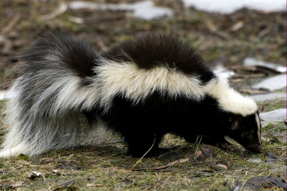 Бизон полосатый скунс