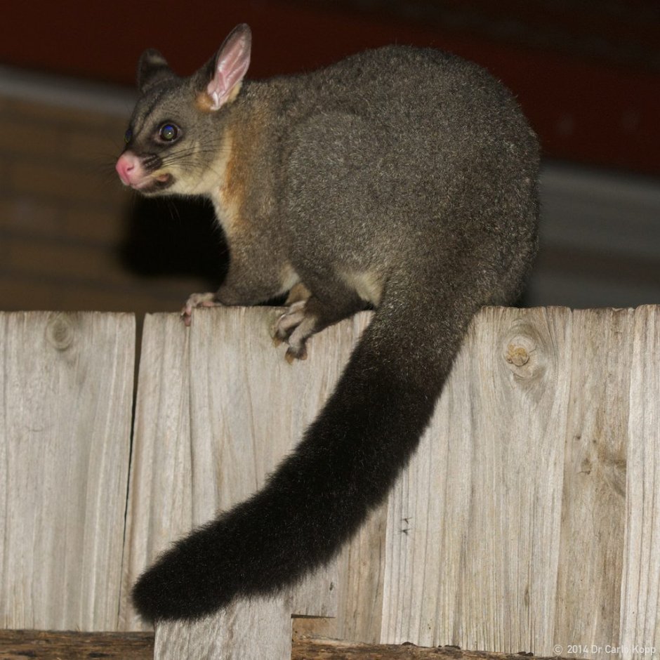 Brushtail Possum
