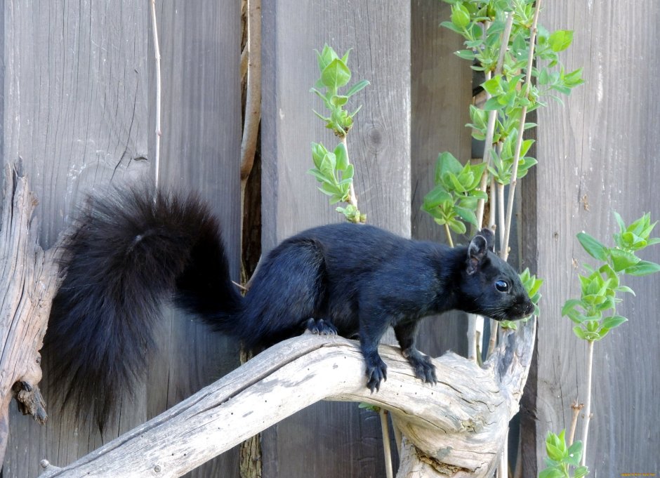 Черный зверек с пушистым хвостом