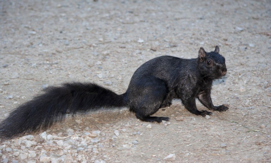 Чёрный зверёк похожий на белку