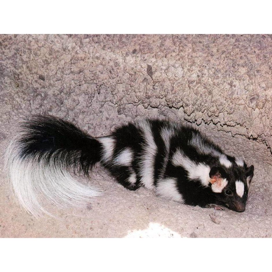 Восточный пятнистый скунс
