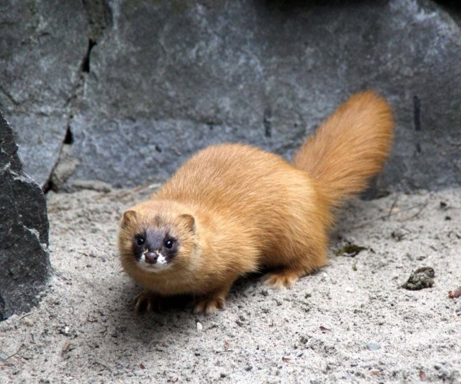 Сибирский колонок Mustela sibirica