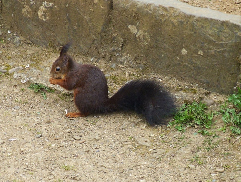Пушистый хвост белки