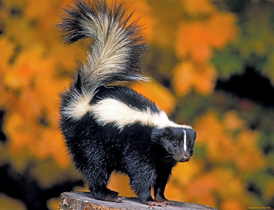 Скунс Америка