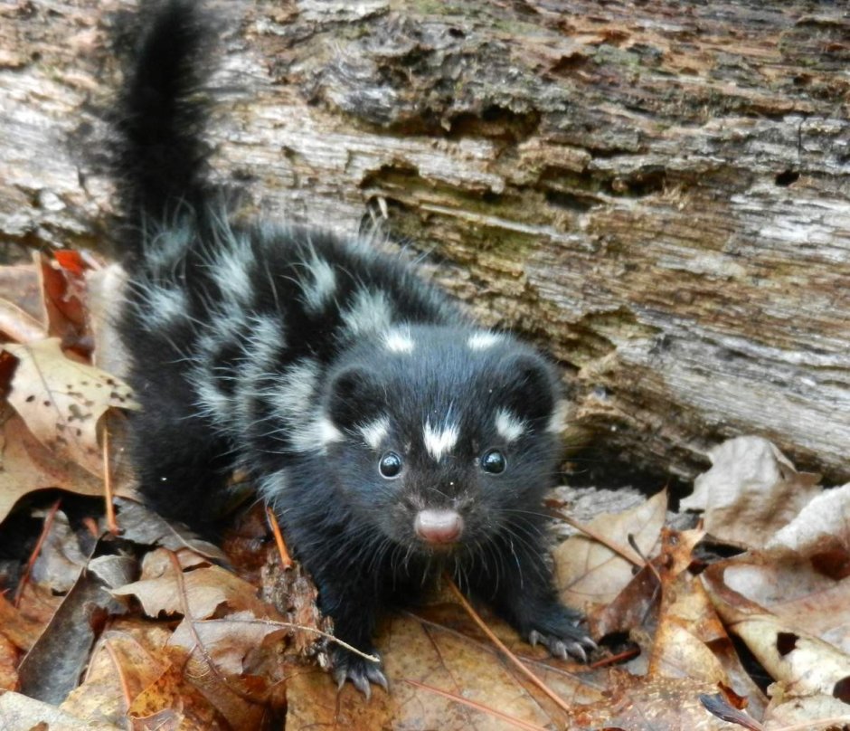 Детёныш скунса