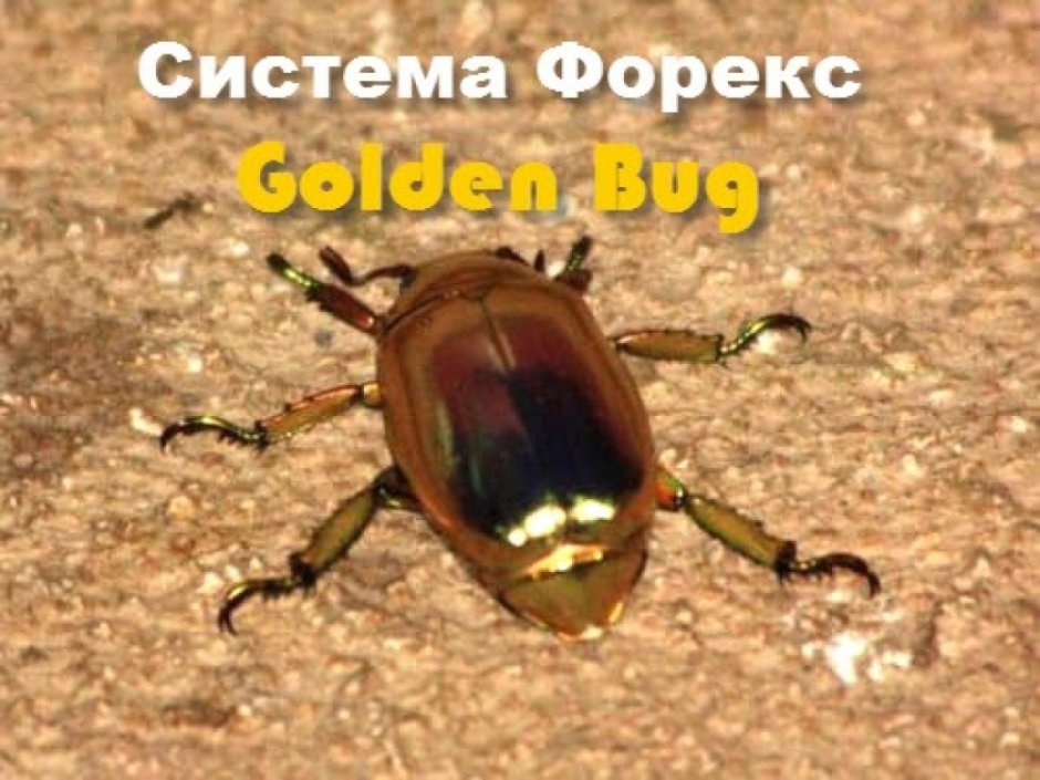 Золотой Майский Жук