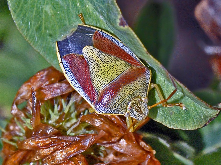 Piezodorus lituratus