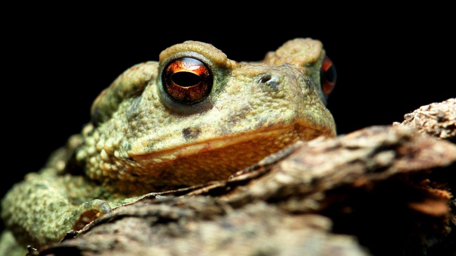 Toad 1971