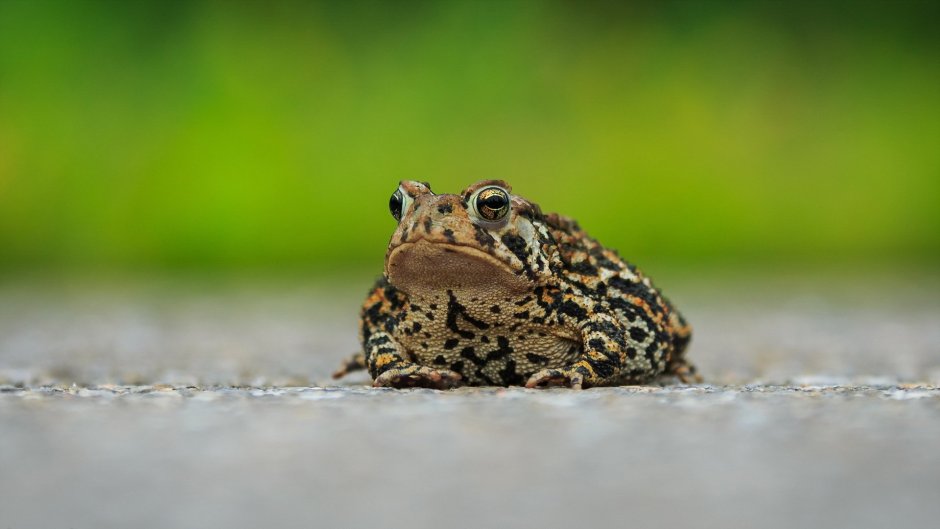 Лягушка breviceps fuscus
