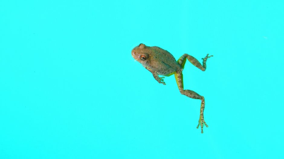 Фон с лягушками