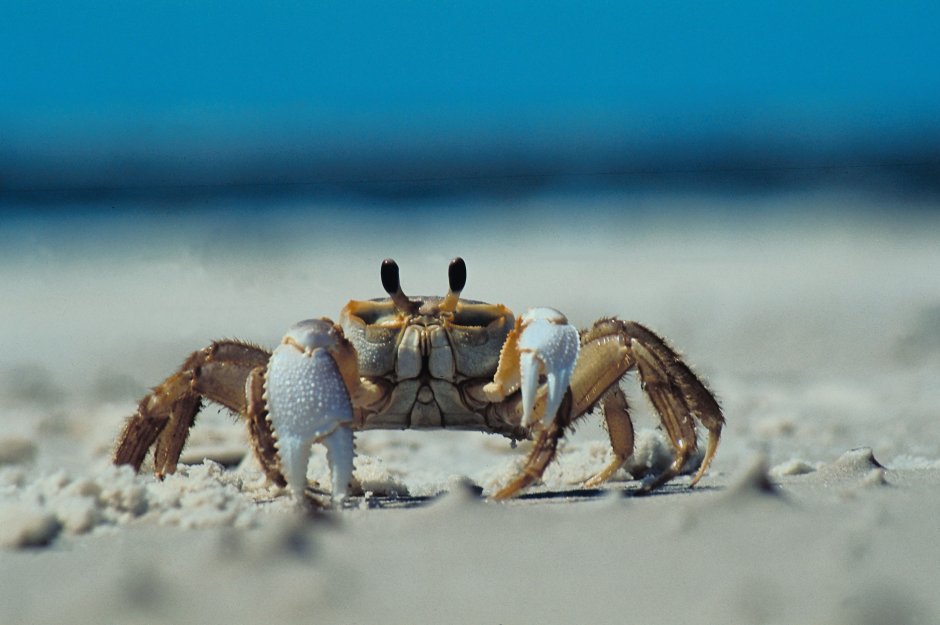 Crab walk