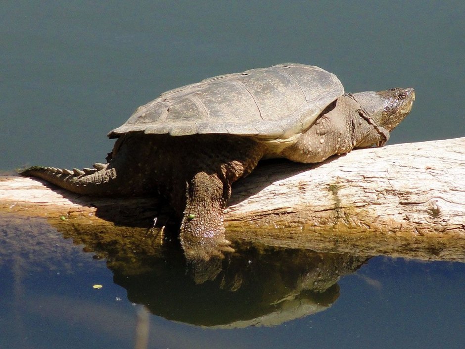 Каймановая черепаха (Chelydra serpentina)