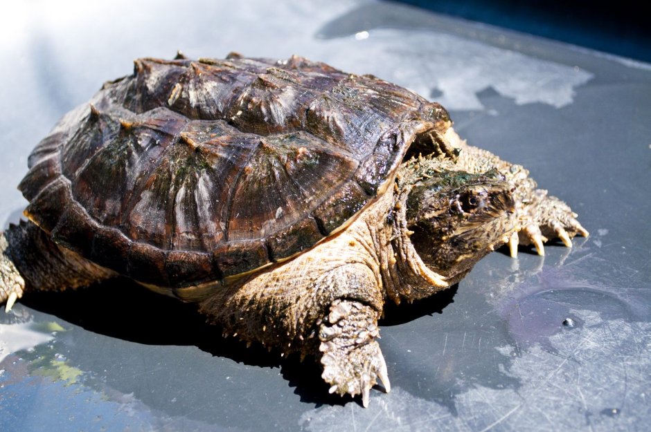 Каймановая черепаха (Chelydra serpentina)