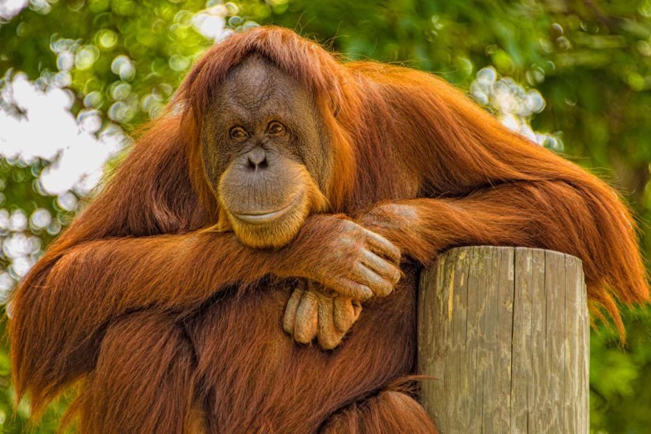 Creepy smiling Orangutan