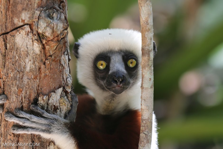 Propithecus coquereli