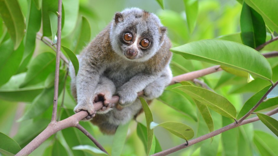Hapalemur griseus