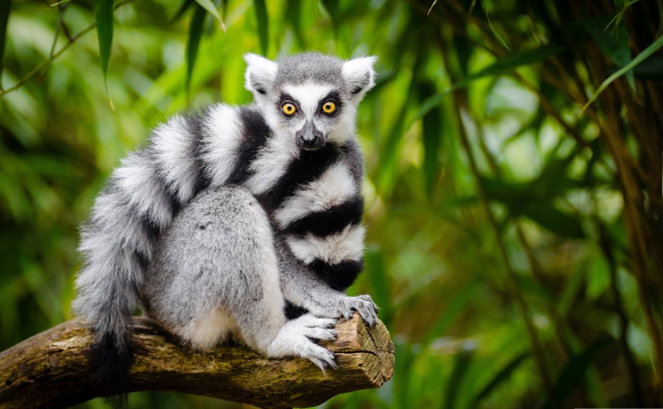 Кошачий лемур (Lemur catta)