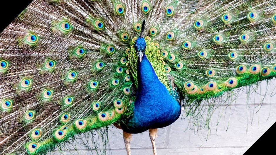 As proud as a Peacock