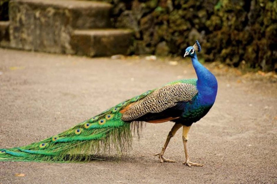 Peacock Blue