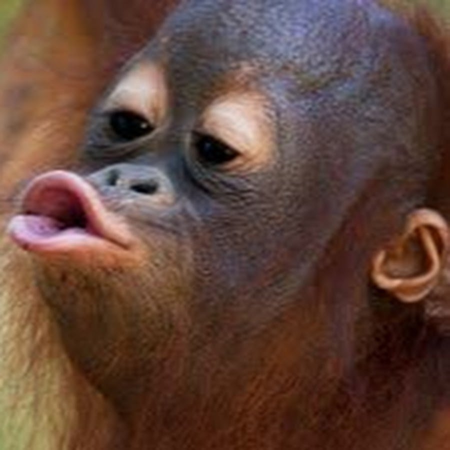 Обезьяна целует