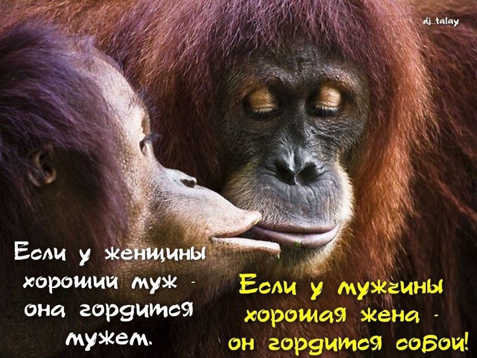 Поцелуи животных