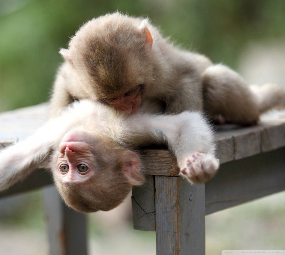 Влюбленная обезьянка