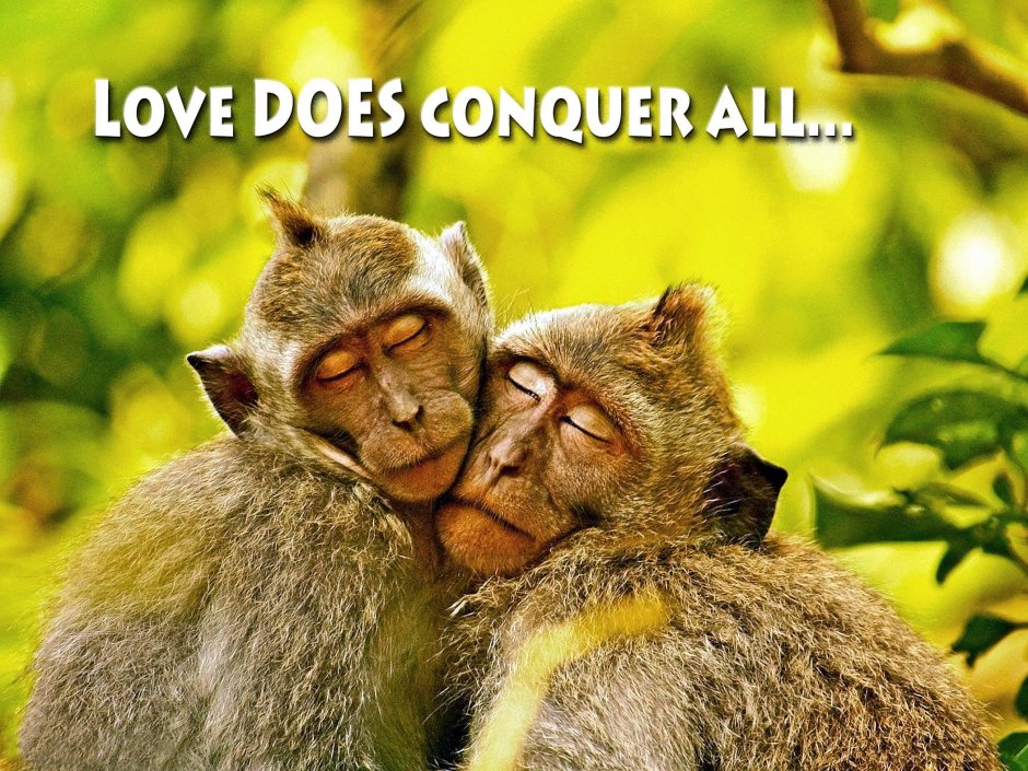 Пара животных