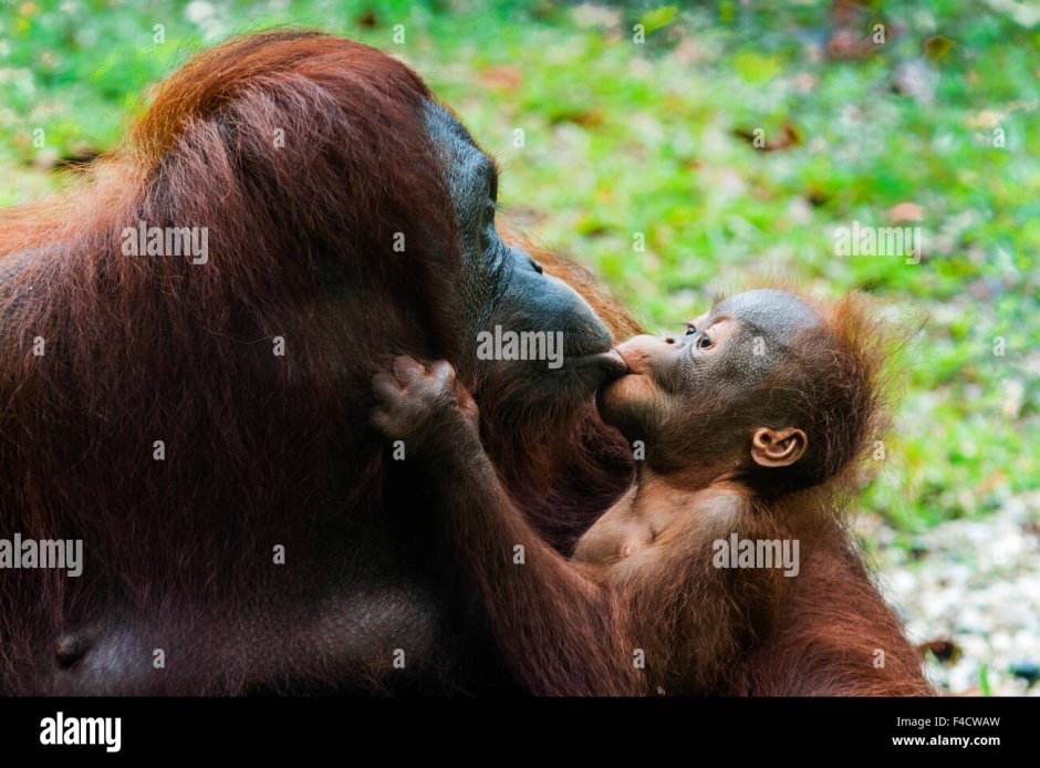 Орангутан целует в щеку